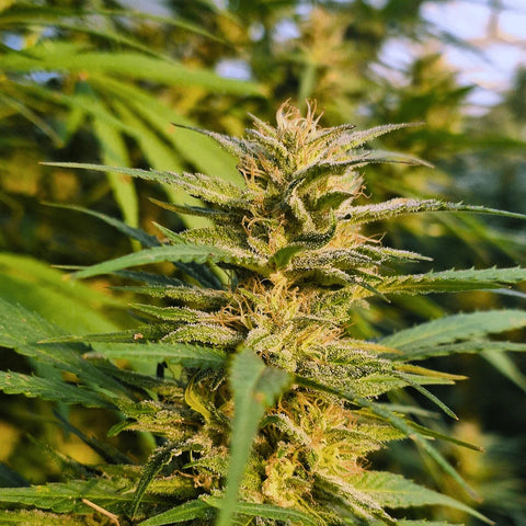 Amnesia Haze - Greenhouse
