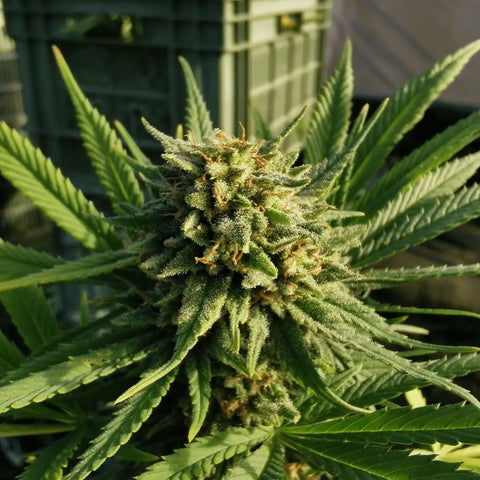 Arancia Tonic - Outdoor