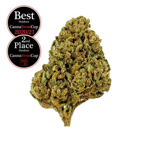 Arancia Tonic - Outdoor