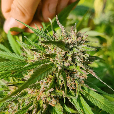 Cookies Kush - Greenhouse