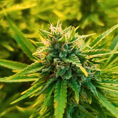 Durban Poison - Greenhouse