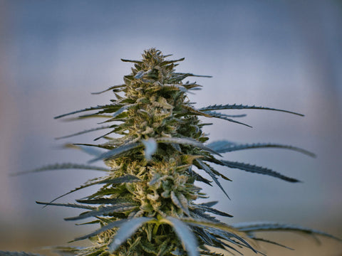 White Russian - Hash