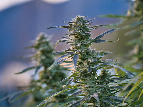 White Russian - Hash