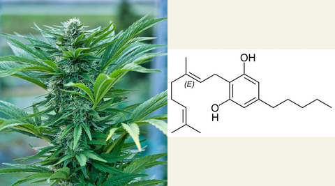 CBG: Il Cannabinoide del Futuro – Guida Completa