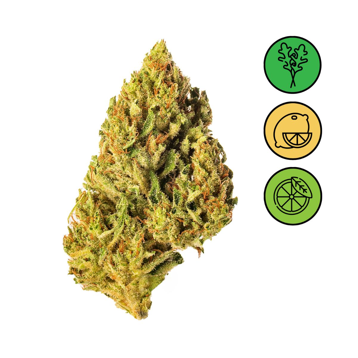 Amnesia Haze - Greenhouse