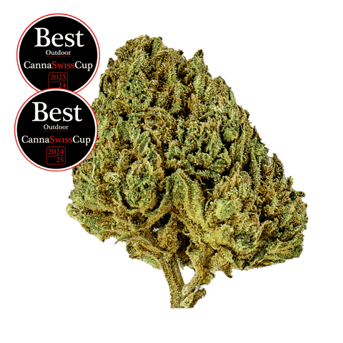 Candy Kush - Outdoor