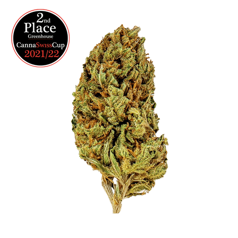 Cookies Kush - Greenhouse